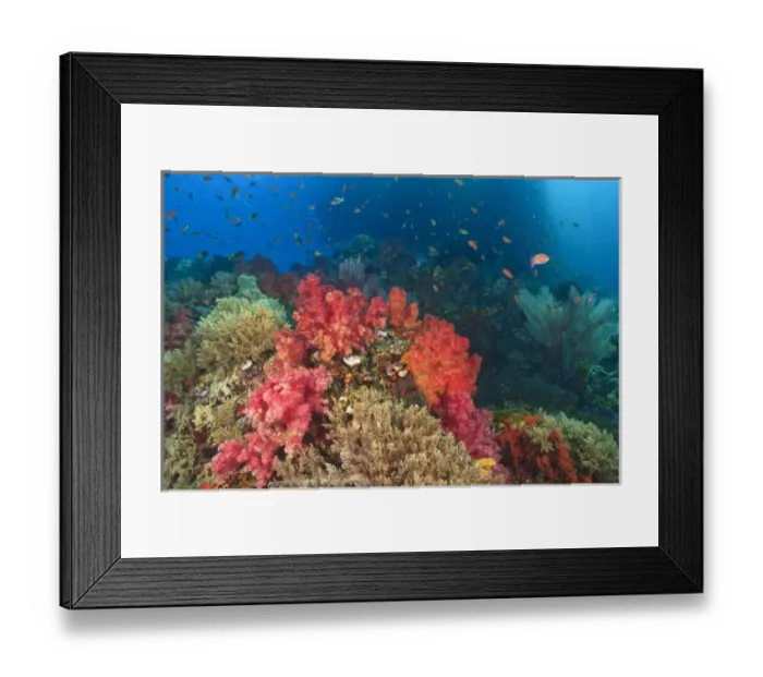 Framed Print : Schooling Fairy Basslets (Pseudanthias squamipinnis) Raja Ampat region of Papua Framed Print : Schooling Fairy Basslets (Pseudanthias squamipinnis) Raja Ampat region of Papua