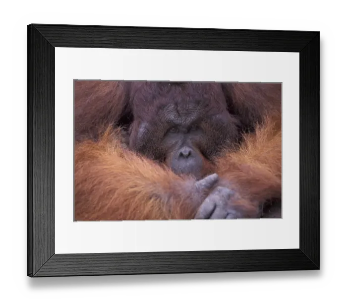 Framed Print : Borneo, Tanjung National Park Orang-utan (Pongo Pygmaeus) dominant male, portrait Framed Print : Borneo, Tanjung National Park Orang-utan (Pongo Pygmaeus) dominant male, portrait