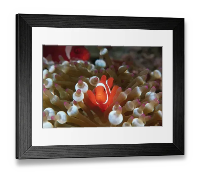 Framed Print : Papua New Guinea, Milne Bay, Spinecheek Anemonefish (Premnas biaculeatus)