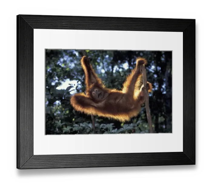 Framed Print : Borneo, Tanjung National Park Orang-utan (Pongo Pygmaeus) juvenile stretching Framed Print : Borneo, Tanjung National Park Orang-utan (Pongo Pygmaeus) juvenile stretching