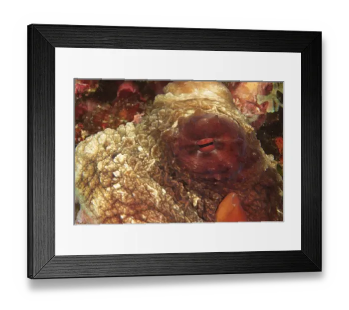 Framed Print : Octopus (Octopus sp. ) Milne Bay, Papua New Guinea Framed Print : Octopus (Octopus sp. ) Milne Bay, Papua New Guinea