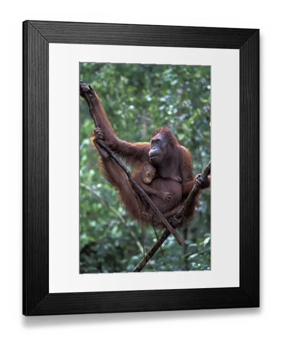 Framed Print : Borneo, Tanjung National Park Orang-utan (Pongo Pygmaeus) mother with baby in