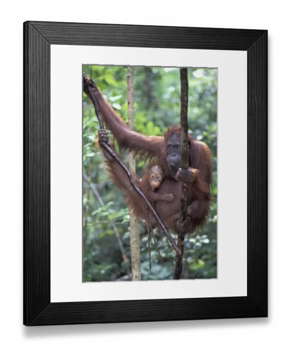 Framed Print : Borneo, Tanjung National Park Orang-utan (Pongo Pygmaeus) mother with baby in rain Framed Print : Borneo, Tanjung National Park Orang-utan (Pongo Pygmaeus) mother with baby in rain