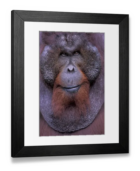 Framed Print : Borneo, Tanjung National Park Orang-utan (Pongo Pygmaeus) dominant male portrait Framed Print : Borneo, Tanjung National Park Orang-utan (Pongo Pygmaeus) dominant male portrait