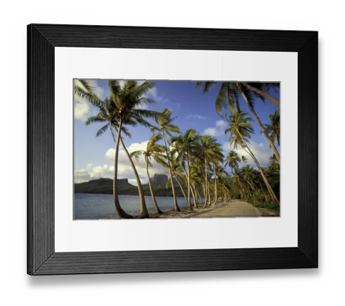Framed Print : Bora Bora, French Polynesia Coconut palms Framed Print : Bora Bora, French Polynesia Coconut palms