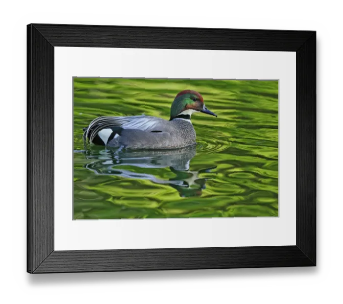 Framed Print : Male Falcated Duck or Falcated Teal, Anas falcata