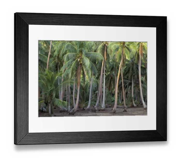 Framed Print : Bora Bora, French Polynesia Coconut palms Framed Print : Bora Bora, French Polynesia Coconut palms