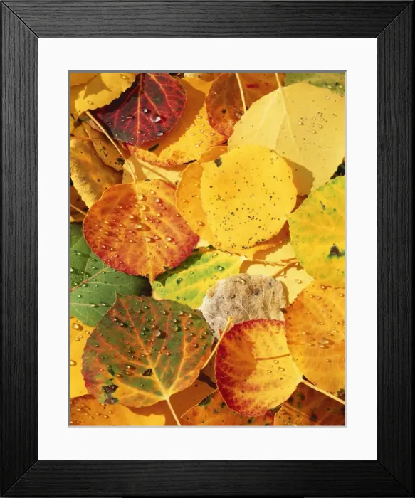 Framed Print : 07. USA, Colorado, Gunnison National Forest, Wet aspen leaves in autumn, close-up Framed Print : 07. USA, Colorado, Gunnison National Forest, Wet aspen leaves in autumn, close-up