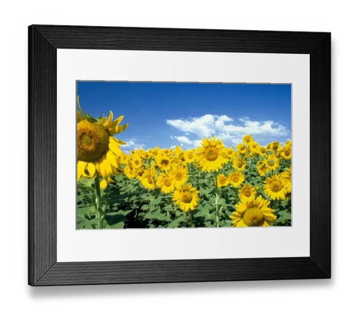 Framed Print : Na, USA, Colorado, Sunflowers Framed Print : Na, USA, Colorado, Sunflowers