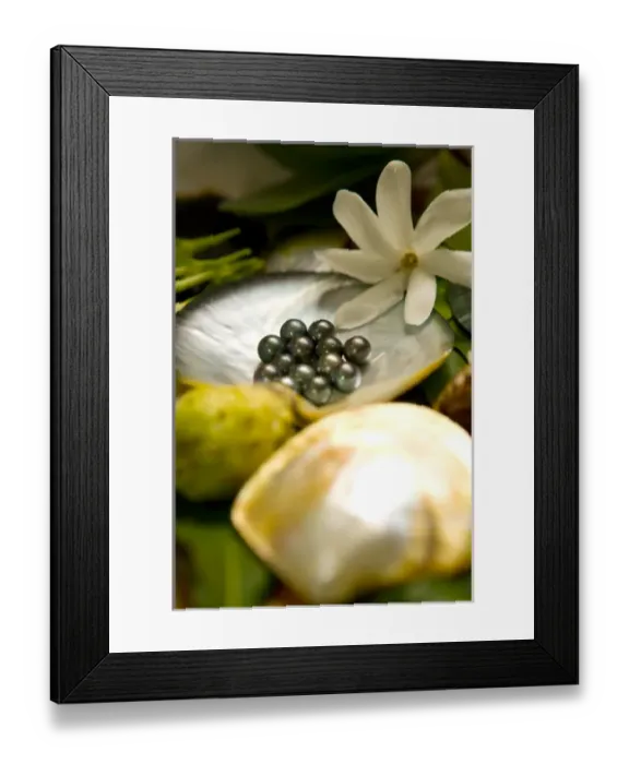 Framed Print : Beautiful black pearls harvested after 18 months. Black pearl farming at Hinano Pearl Farm Framed Print : Beautiful black pearls harvested after 18 months. Black pearl farming at Hinano Pearl Farm