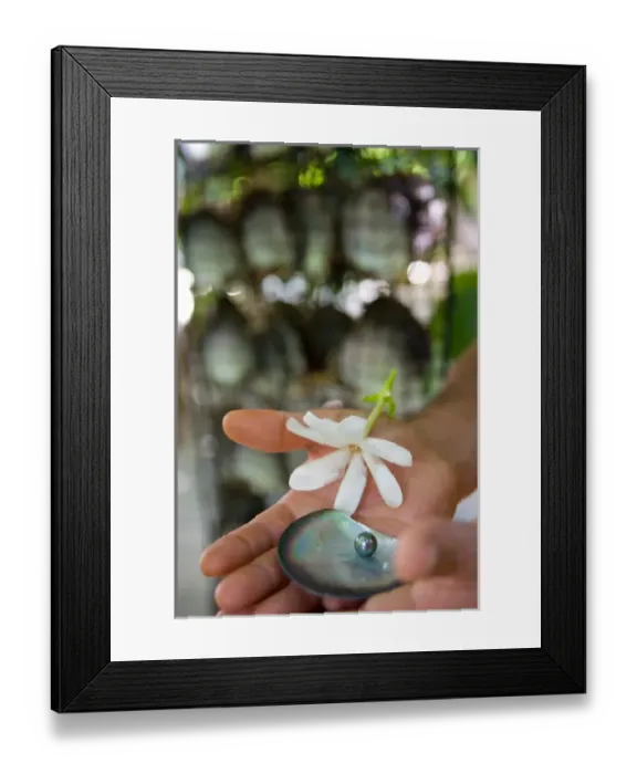 Framed Print : Beautiful black pearls harvested after 18 months. Black pearl farming at Hinano Pearl Farm Framed Print : Beautiful black pearls harvested after 18 months. Black pearl farming at Hinano Pearl Farm