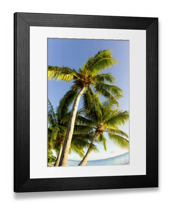 Framed Print : Palm Trees. Fakarava, Tuamotus, French Polynesia Framed Print : Palm Trees. Fakarava, Tuamotus, French Polynesia