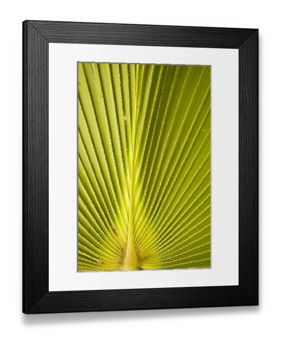 Framed Print : Palm leaf detail Framed Print : Palm leaf detail