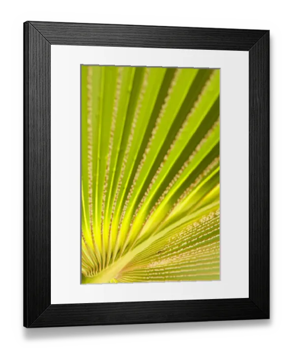 Framed Print : Palm leaf detail Framed Print : Palm leaf detail