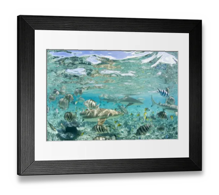 Framed Print : MR / PR Lagoon safari trip to snorkel with marinelife - stingrays (Himantura fai) Framed Print : MR / PR Lagoon safari trip to snorkel with marinelife - stingrays (Himantura fai)