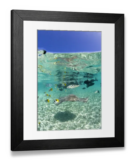 Framed Print : MR  /  PR Lagoon safari trip to snorkel with marinelife - stingrays (Himantura fai)