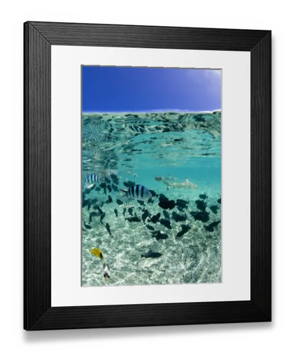 Framed Print : MR / PR Lagoon safari trip to snorkel with marinelife - stingrays (Himantura fai) Framed Print : MR / PR Lagoon safari trip to snorkel with marinelife - stingrays (Himantura fai)