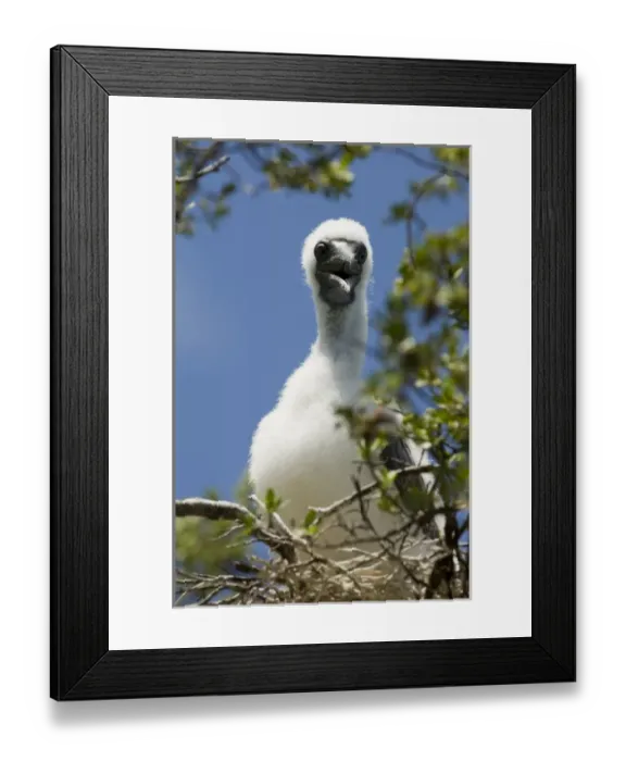 Framed Print : Bird Island, Tikehau, Tuamotu Archipelago, French Polynesia Framed Print : Bird Island, Tikehau, Tuamotu Archipelago, French Polynesia