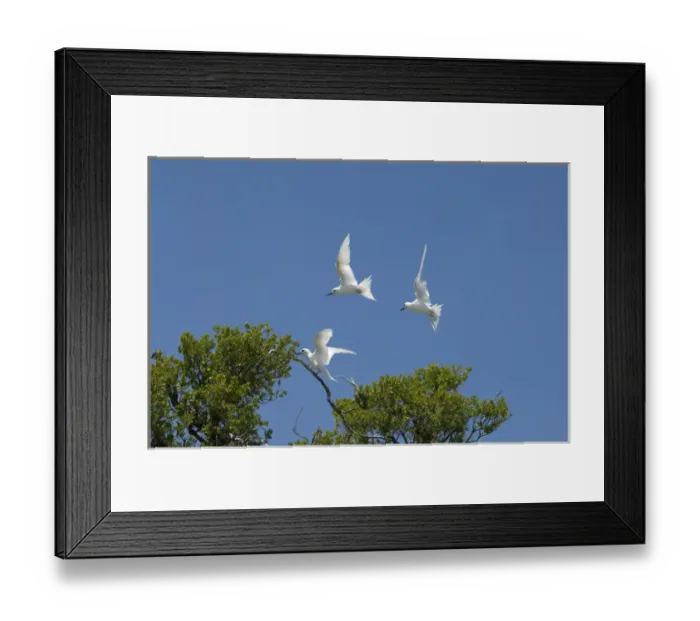Framed Print : White Tern, Bird Island, Tikehau, Tuamotu Archipelago, French Polynesia Framed Print : White Tern, Bird Island, Tikehau, Tuamotu Archipelago, French Polynesia