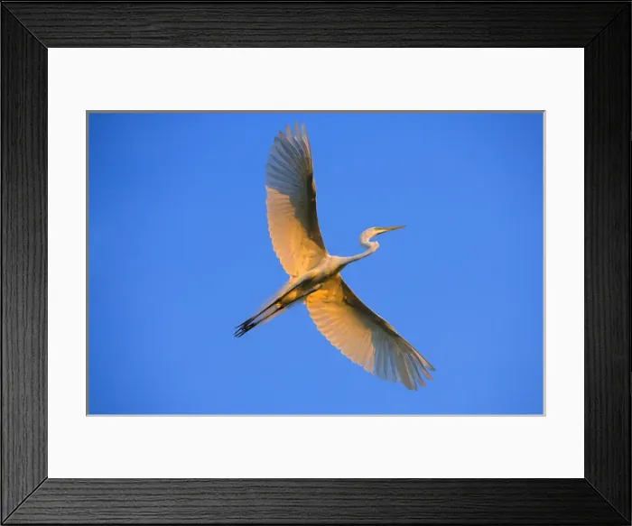 Framed Print : Florida, St. Augustine. Great egret in flight at sunset. Credit as: Jim Zuckerman