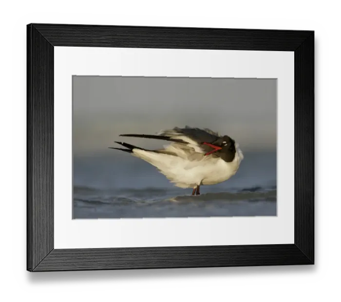 Framed Print : USA, Florida, Fort De Soto Park, Mullet Key. Laughing gull preens in surf. Credit as Framed Print : USA, Florida, Fort De Soto Park, Mullet Key. Laughing gull preens in surf. Credit as