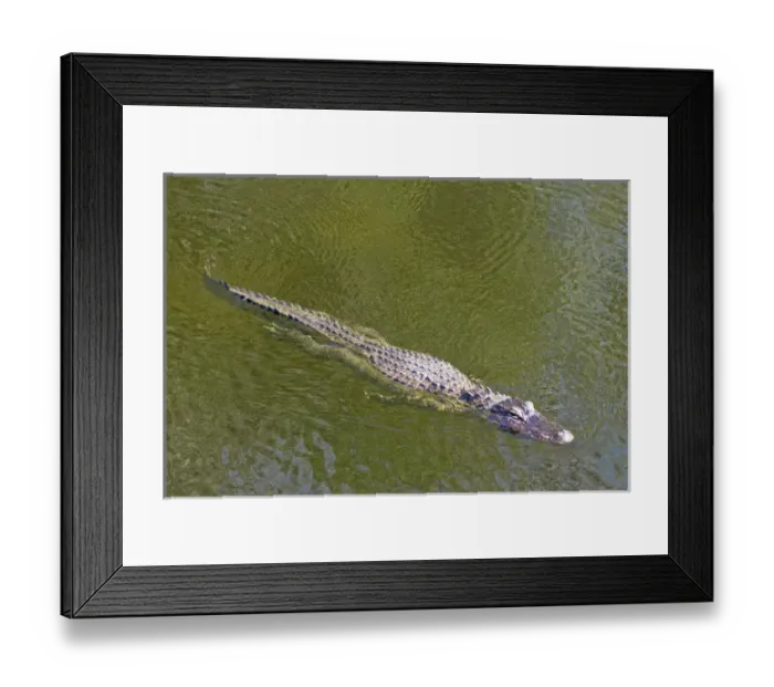 Framed Print : USA, Florida, Everglades National Park. American alligator swimming in slough. Credit as: Fred J Framed Print : USA, Florida, Everglades National Park. American alligator swimming in slough. Credit as: Fred J