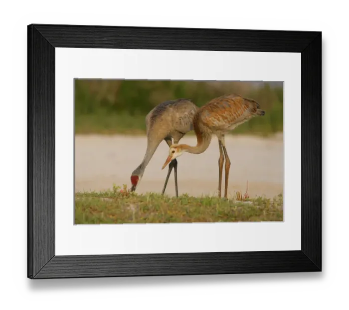 Framed Print : USA, Florida, Indian Lake Estates. Sandhill crane colt waits for food from parent