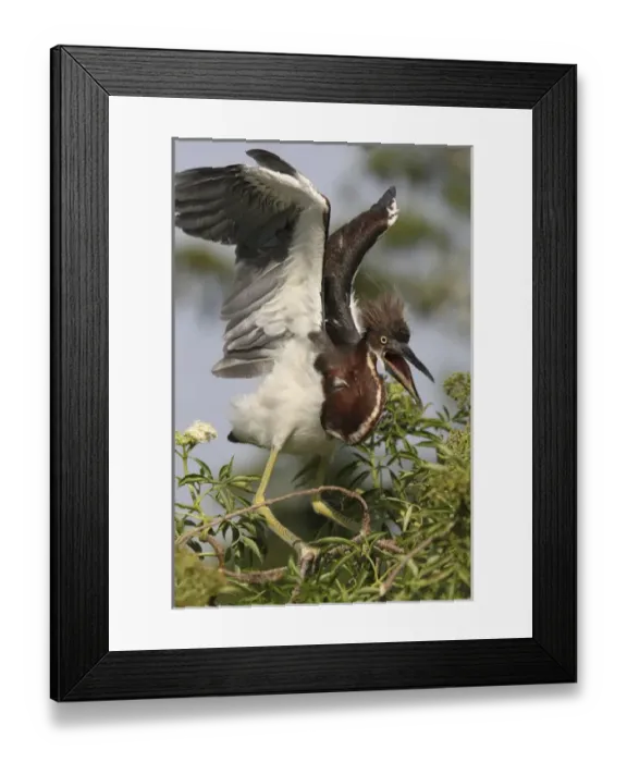 Framed Print : USA, Florida, Kissimmee, Gatorland. Tricolored heron chick with wings raised. Credit as Framed Print : USA, Florida, Kissimmee, Gatorland. Tricolored heron chick with wings raised. Credit as
