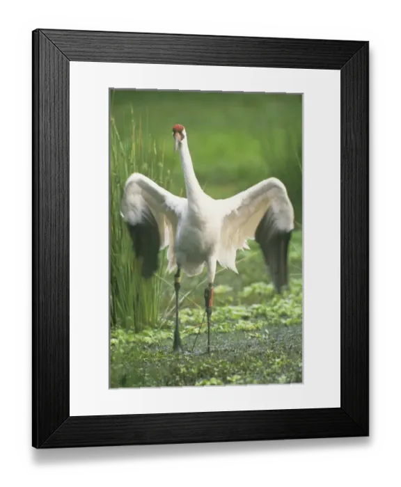 Framed Print : USA, Florida, Lake Kissimmee. Endangered whooping crane with tracking device on leg Framed Print : USA, Florida, Lake Kissimmee. Endangered whooping crane with tracking device on leg