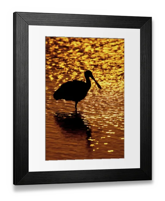 Framed Print : USA, Florida, Vierra Wetlands. Silhouette of roseate spoonbill standing in water at sunset