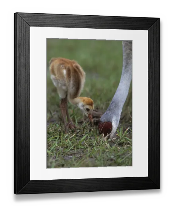 Framed Print : USA, Florida, Lake Kissimmee. Sandhill crane chick watches parent forage. Credit as