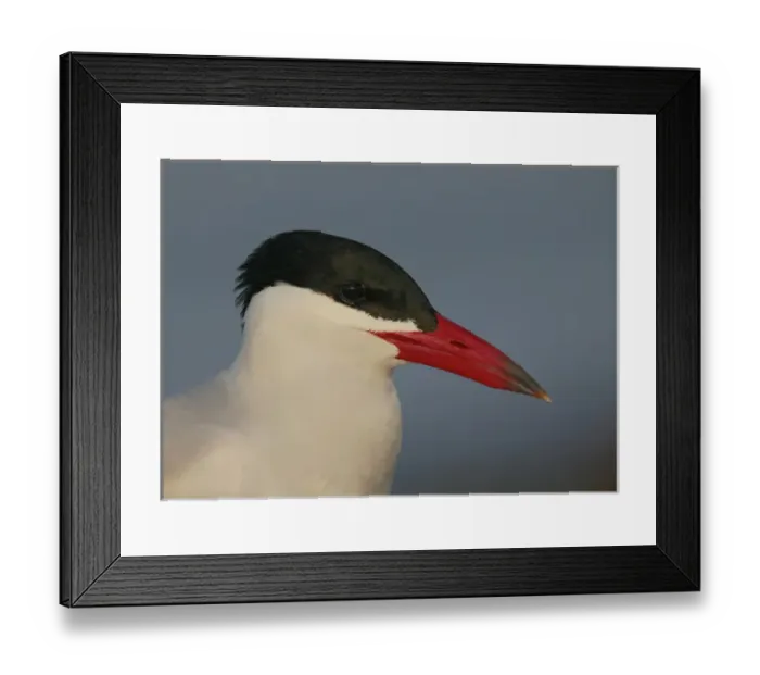 Framed Print : USA, Florida, St. Petersburg, Fort DeSoto Park. Side portrait of a Caspian terns head Framed Print : USA, Florida, St. Petersburg, Fort DeSoto Park. Side portrait of a Caspian terns head