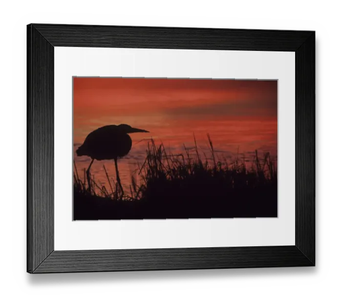 Framed Print : USA, Florida, Tampa Bay. Silhouette of great blue heron at sunset on Ft. DeSoto beach