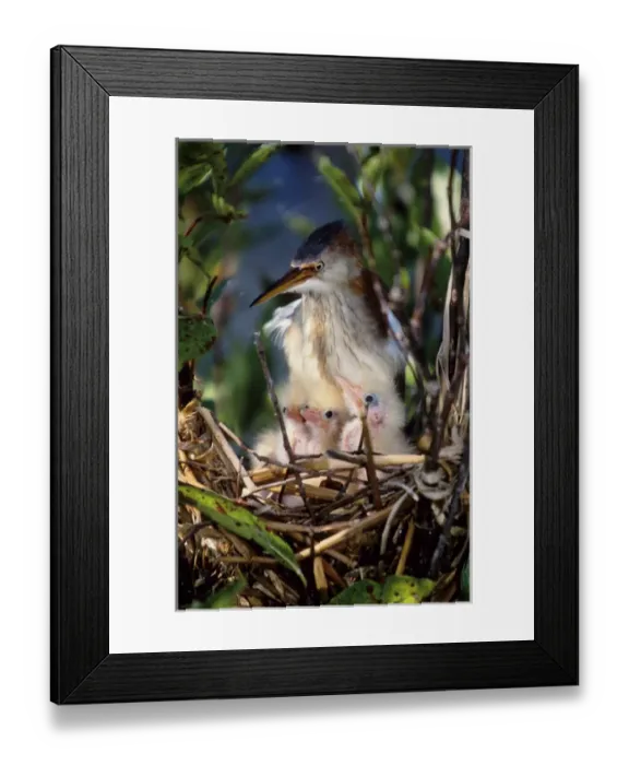 Framed Print : USA, Florida. Least bittern parent with chicks in nest. Credit as: Joanne Williams