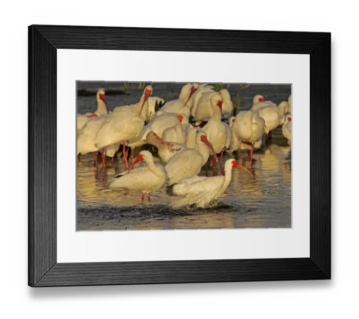 Framed Print : USA, Florida, Palm Beach County. White ibis flock preening and bathing in breeding colors Framed Print : USA, Florida, Palm Beach County. White ibis flock preening and bathing in breeding colors