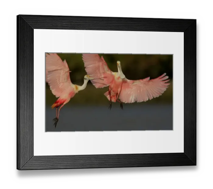 Framed Print : USA, Florida, Tampa Bay, Alafaya Banks. Two roseate spoonbills squabbling. Credit as