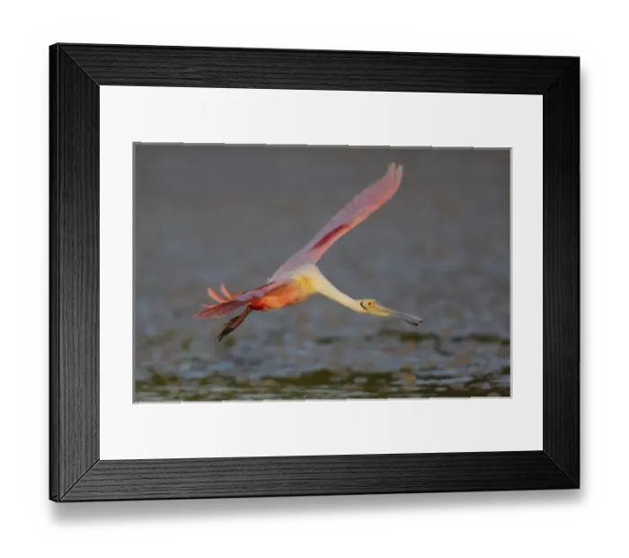 Framed Print : USA, Florida, Tampa Bay, Alafaya Banks. Roseate spoonbill in flight. Credit as: Art