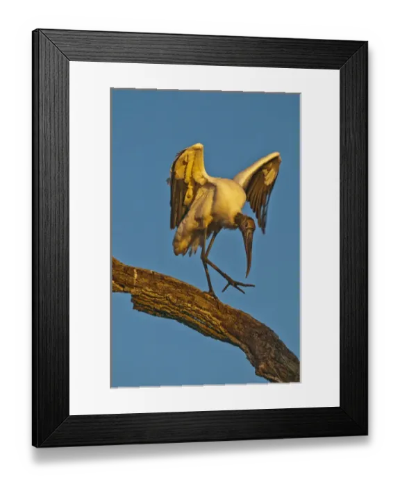 Framed Print : USA, Florida, St. Augustine. Wood stork dances on tree limb. Credit as: Nancy Rotenberg