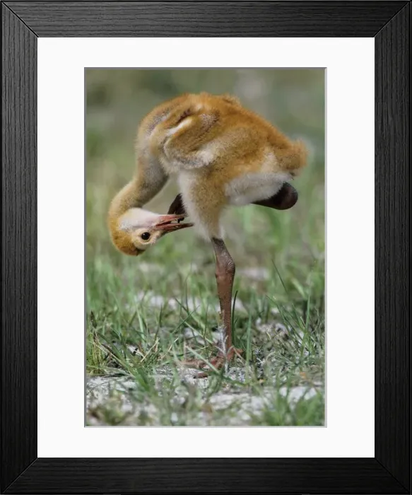 Framed Print : USA, Florida. Sandhill crane chick stands on one leg while preening feathers. Credit as Framed Print : USA, Florida. Sandhill crane chick stands on one leg while preening feathers. Credit as