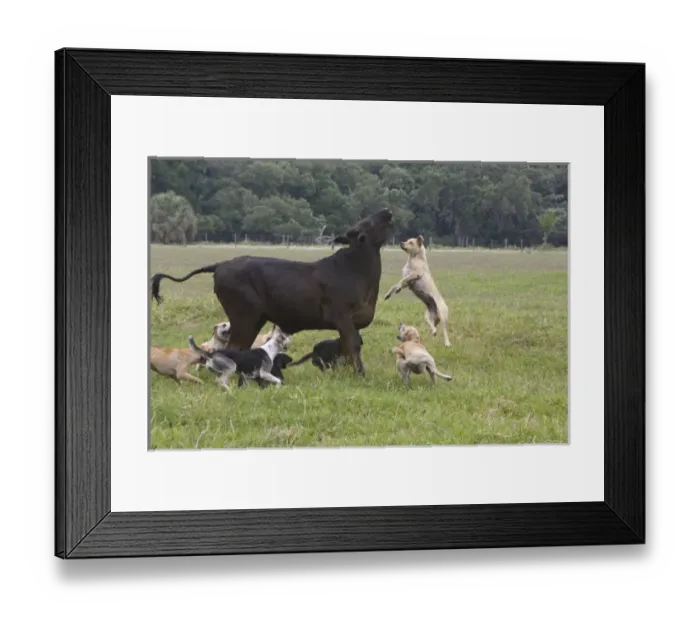 Framed Print : USA, Florida. Dogs trained to herd cattle confront stray cow. Credit as: Joanne Williams Framed Print : USA, Florida. Dogs trained to herd cattle confront stray cow. Credit as: Joanne Williams