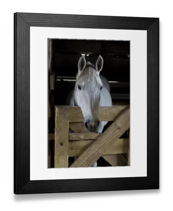 Framed Print : USA, Florida. Close-up of horse peering over gate. Credit as: Joanne Williams  /  Jaynes