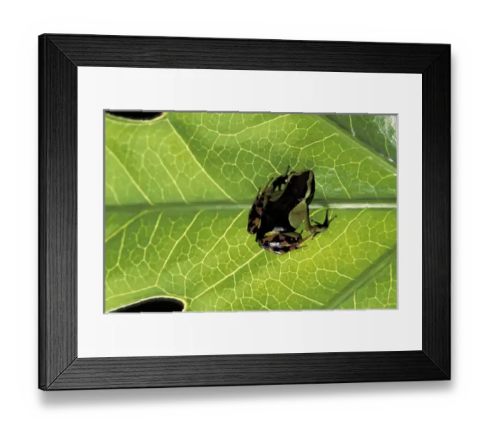 Framed Print : Asia, Madagascar Painted mantella (Mantella madagascariensis)