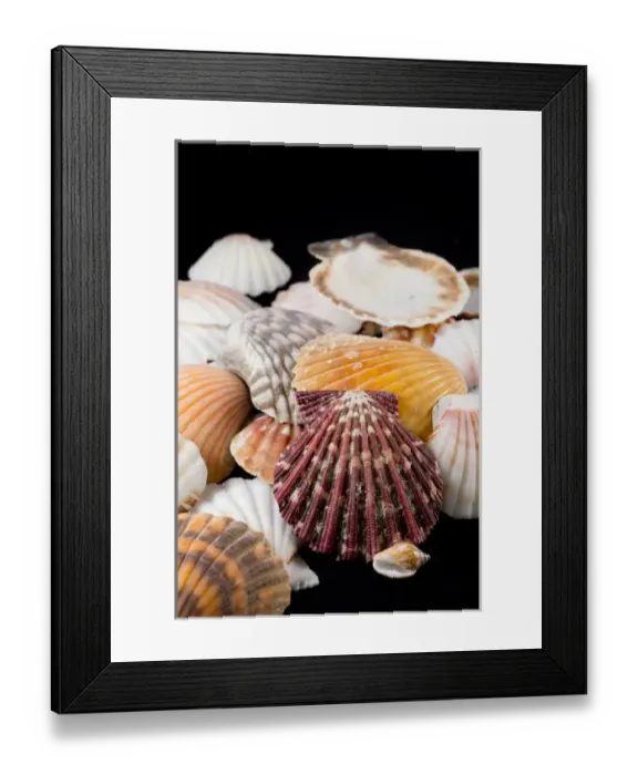 Framed Print : USA - Detail of seashells from around the world Framed Print : USA - Detail of seashells from around the world