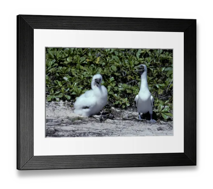 Framed Print : South Pacific, Tuamotu Archipelago, Henderson Island Framed Print : South Pacific, Tuamotu Archipelago, Henderson Island