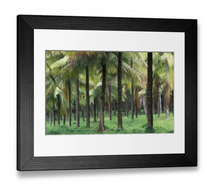 Framed Print : South Pacific, French Polynesia, Tahiti, Taravao. Palm grove Framed Print : South Pacific, French Polynesia, Tahiti, Taravao. Palm grove