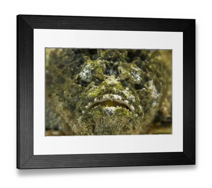Framed Print : Oceania, Polynesia, Cook Islands, Aitutaki. The poisonous reef stonefish is camouflaged