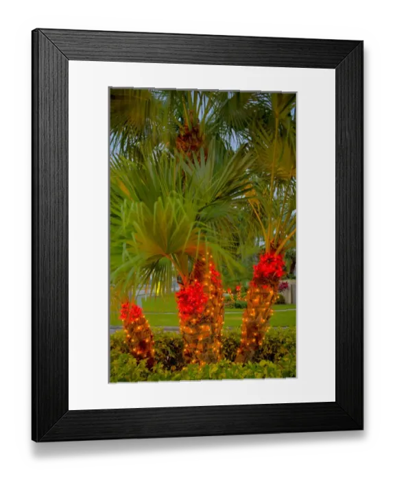Framed Print : North America, United States, Southeast, East, Florida, Xmas, Christmas, lighting Framed Print : North America, United States, Southeast, East, Florida, Xmas, Christmas, lighting