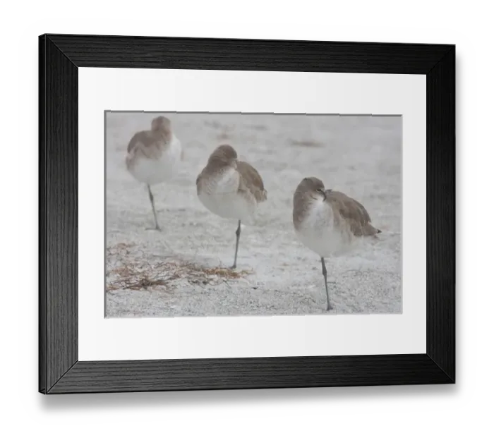 Framed Print : Willets, Catoptrophorus semipalmatus, at Fort De Soto Park in Pinellas County, Florida