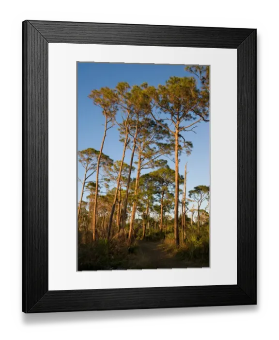 Framed Print : The Osprey Trail in the long-leaf pine forest at Honeymoon Island State Park in Dunedin Framed Print : The Osprey Trail in the long-leaf pine forest at Honeymoon Island State Park in Dunedin