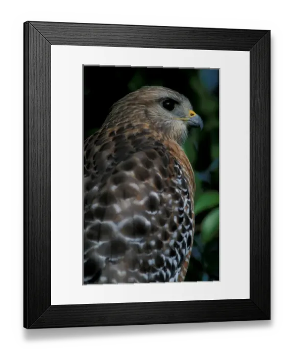 Framed Print : Sanibel Island, FL Red-shouldered hawk, Buteo lineatus, at Ding Darling National Framed Print : Sanibel Island, FL Red-shouldered hawk, Buteo lineatus, at Ding Darling National